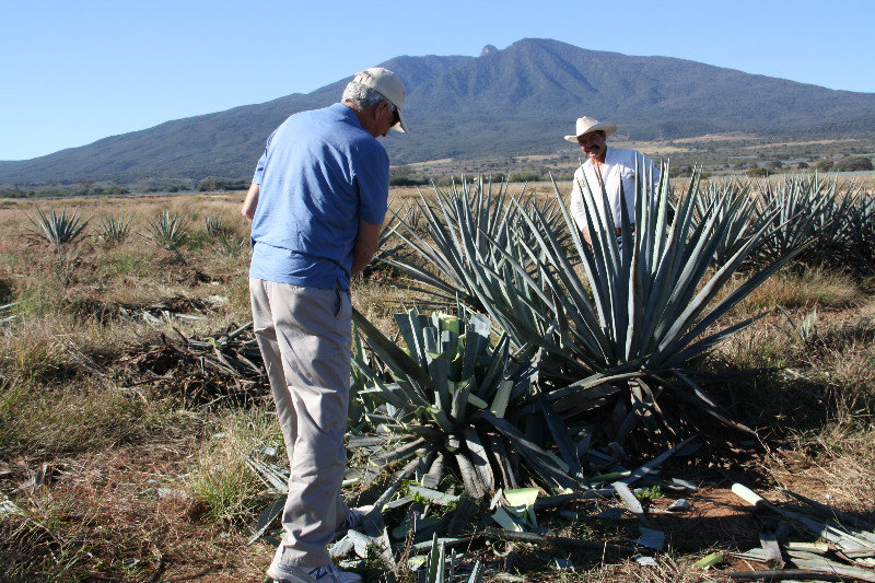 Rick trimming the Agave plant