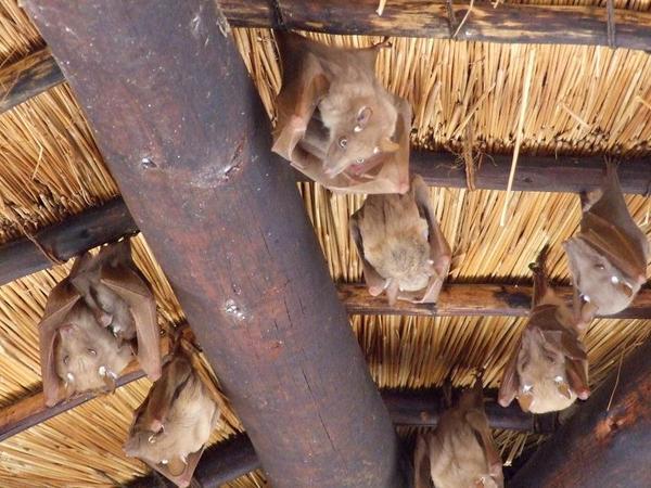 These fruit bats looked evil but still rather cute