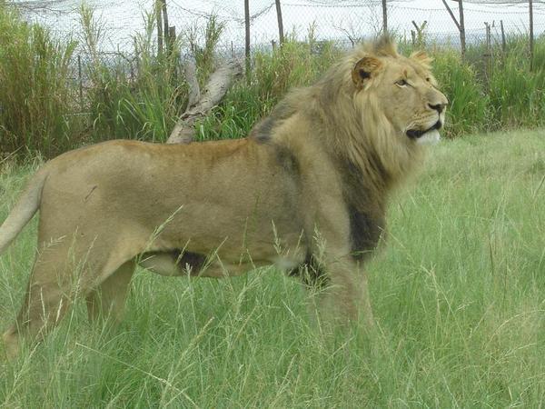 one of the lions who claimed ownership of our tow bar cover