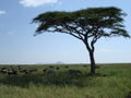 Classic Serengeti
