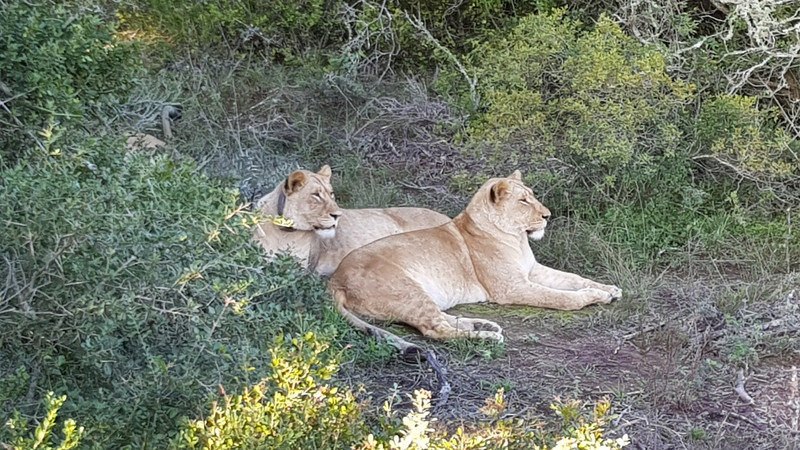 Lions just chilling