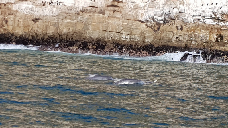 humpback dolphins
