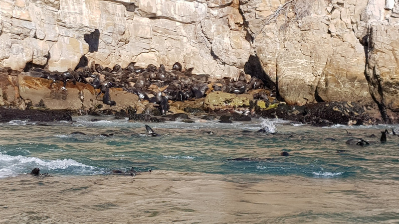 counting seals