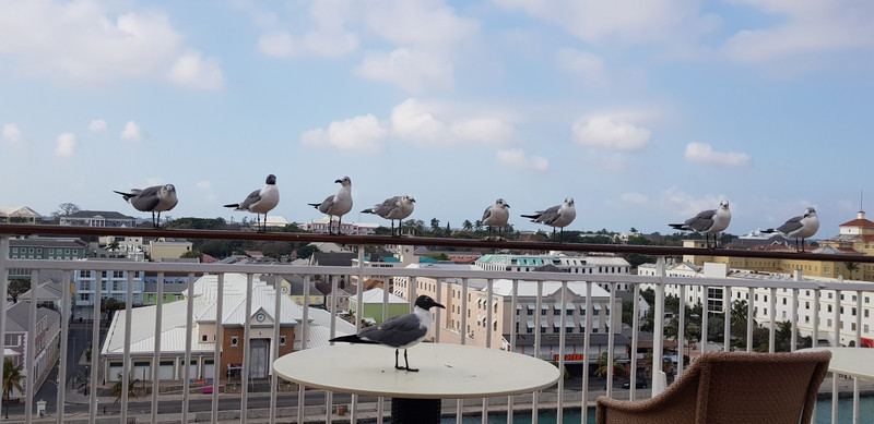 Seagulls invasion 
