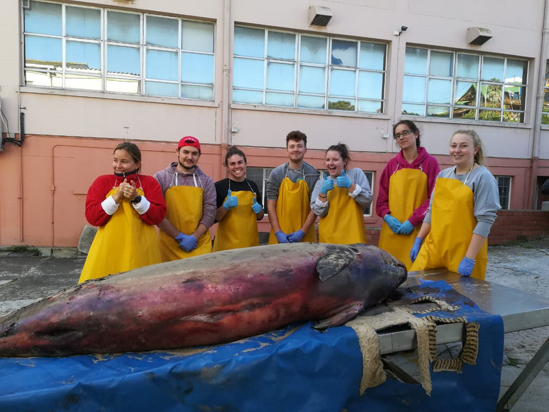 Whale dissection 