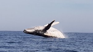 Breaching humpback 