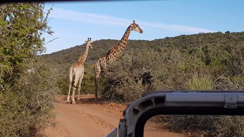 Giraffes crossing the road