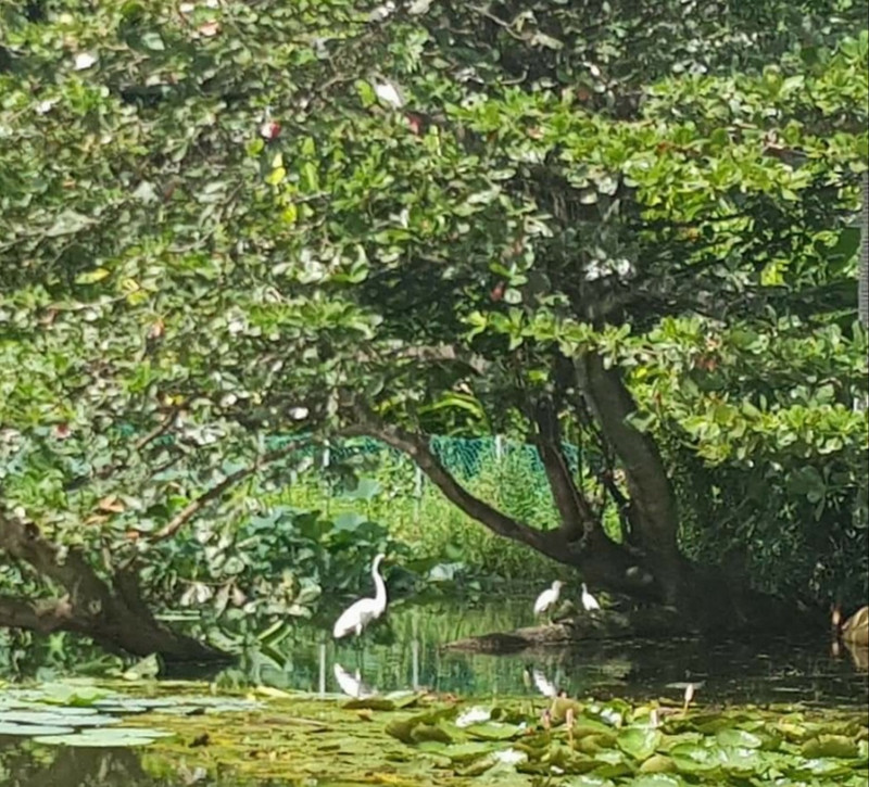Egrets chilling in the trees