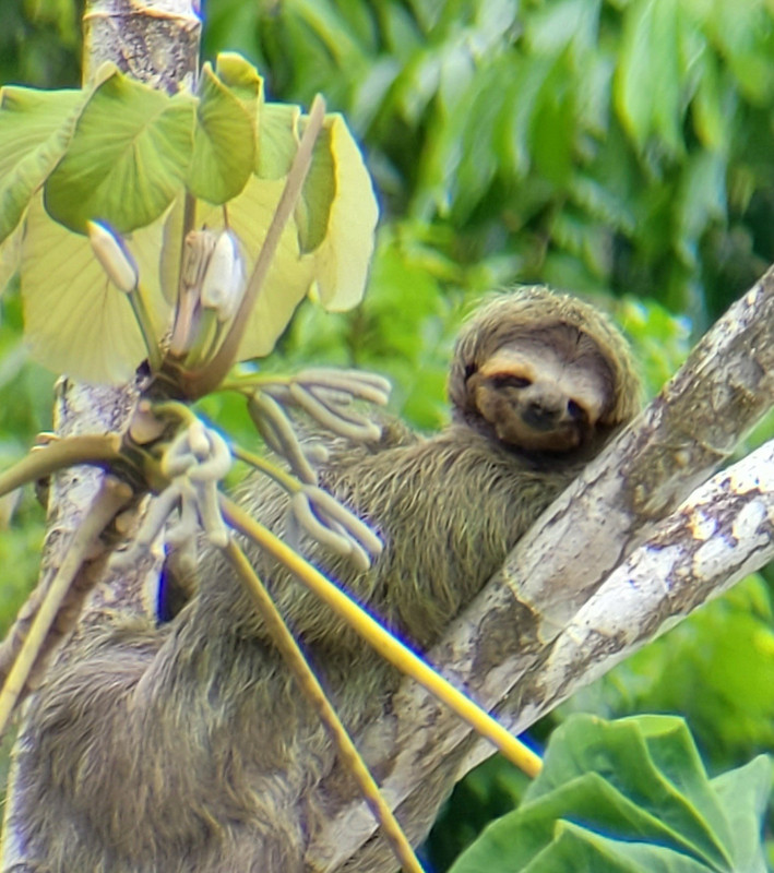 Just a sloth chilling in a tree