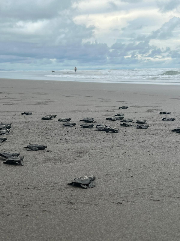 Baby turtles ocean release 