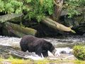 Black bear catching salmon 