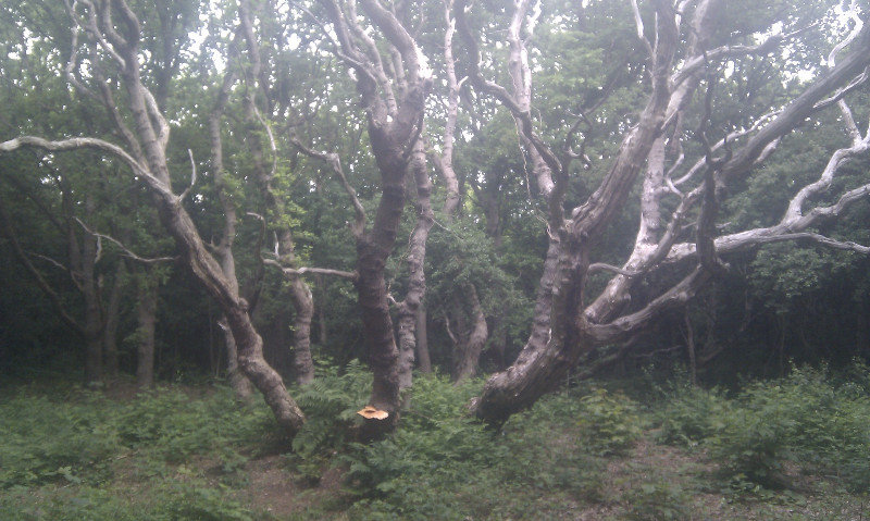 Tree within the Forest