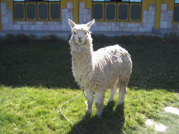 jolie alpaca