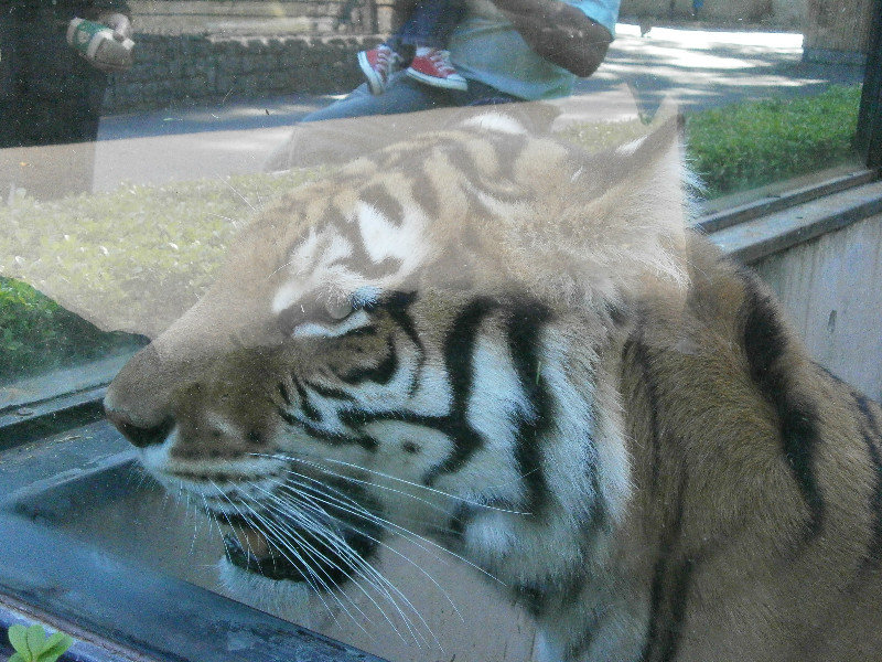 Buenos Aires Zoo & MALBA 022