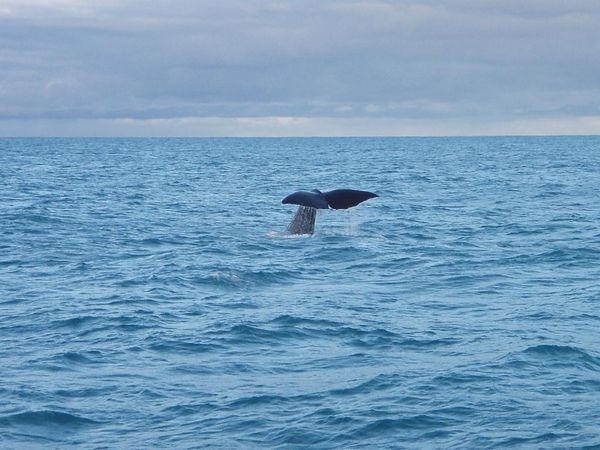 whale Watch - Kaikoura