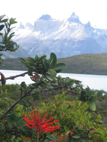 Stunning Cuernos del Paine