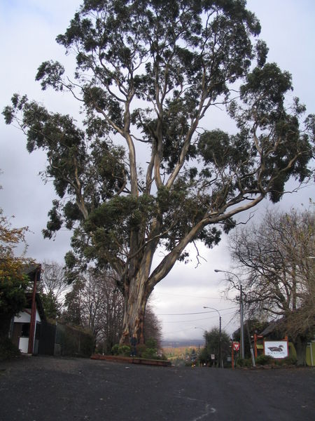 Pieni eukalyptuspuu - huomaa pieneliö siinä puun juurella