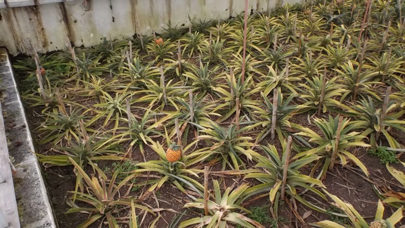 Ickle baby pineapples
