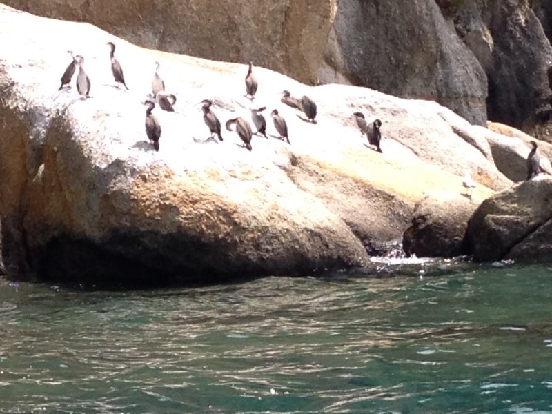 New Zealand penguins
