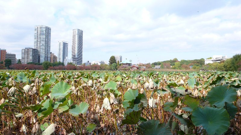Lake of lotus plants in Ueno koen