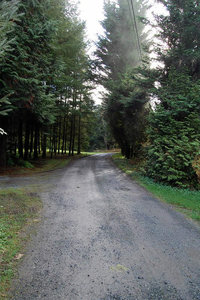 The road leading to the house