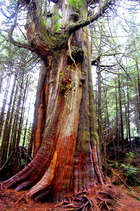 Big tree in rainforest