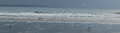 Birds on long beach