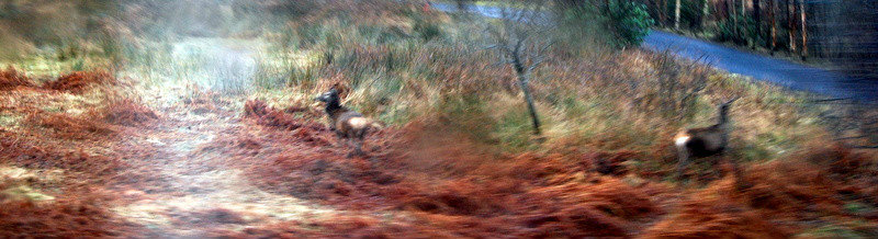 Red deers, sorry not easy to take good picture