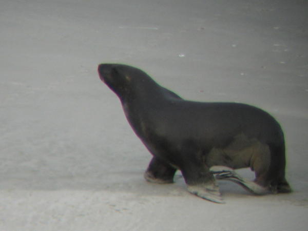 Another Sea-lion