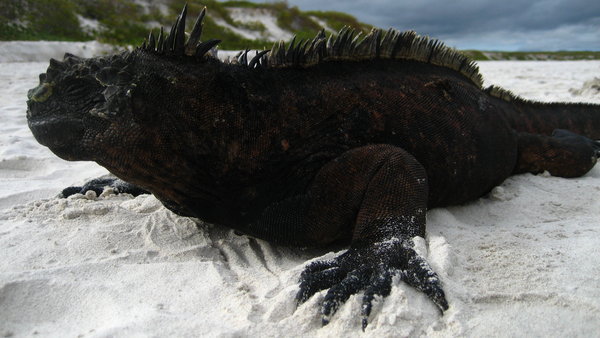 iguana up close