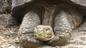 GIante tortoise