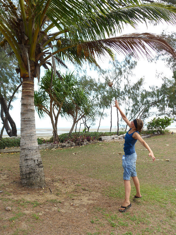 Coconut hunting