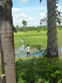 Fishing by a rice field