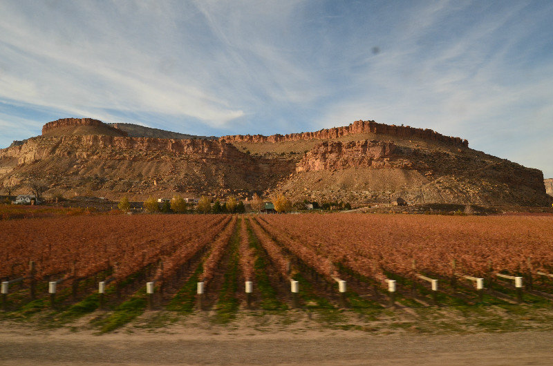 Palisades Colorado- yes these are vineyards