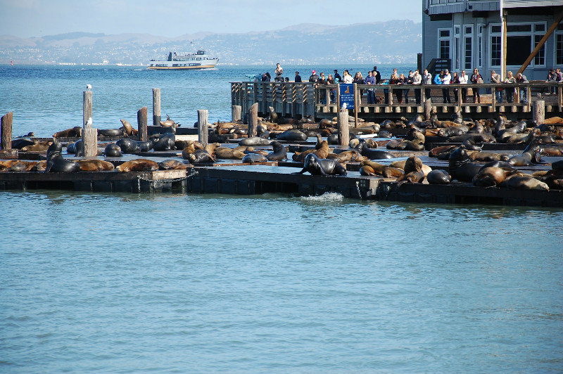 the sea lions at pier 39 Fisherman's Wharf