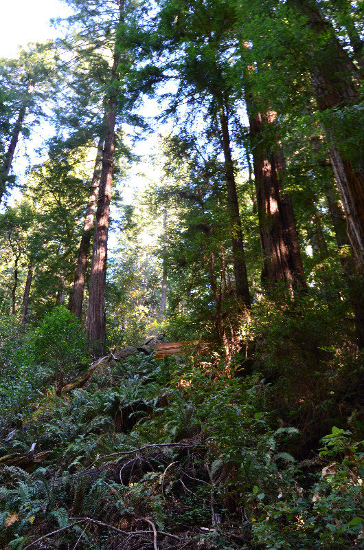 Another view of giant redwoods