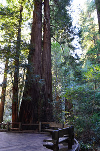 Amazing giant redwood in Muir Woods