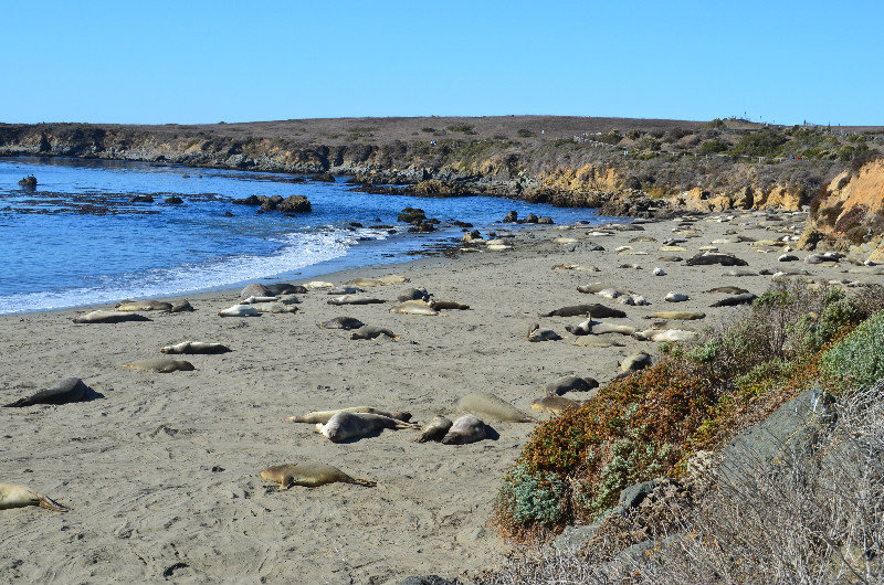 Protected beach area for Elephant seals