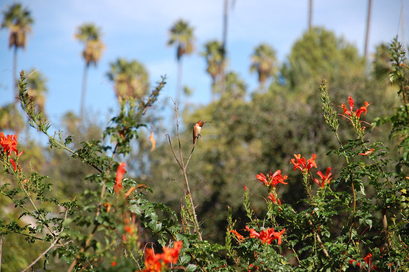 A hummingbird at our b&b in West Hollywood