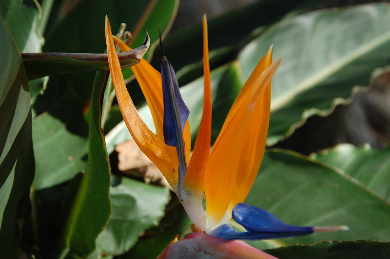 Bird of Paradise in the gardens at Union Station LA