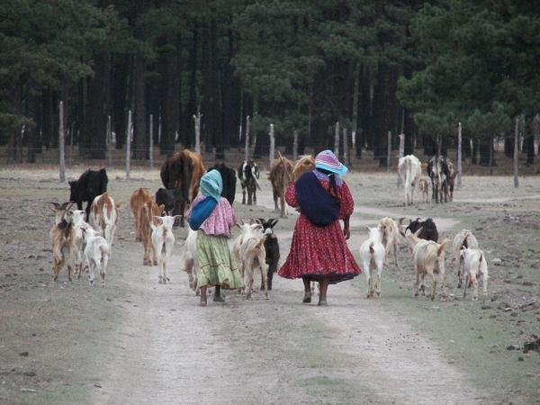 Terahumara Herders