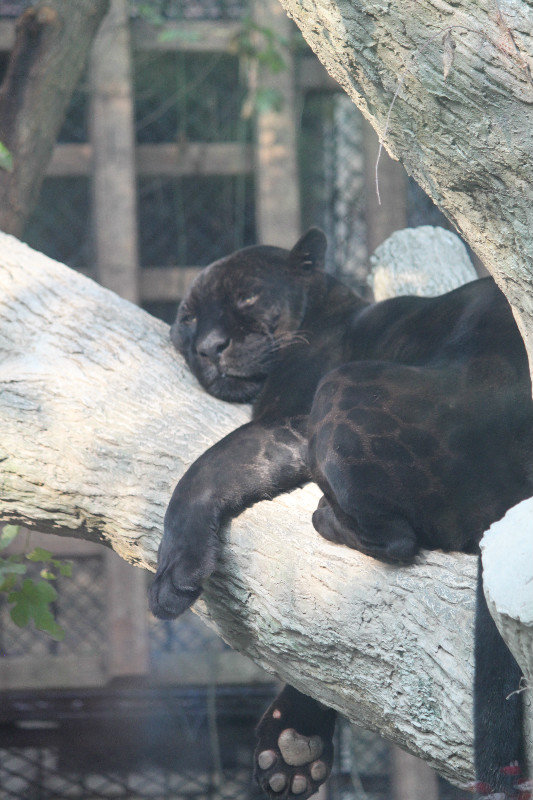 Panther having a snooze
