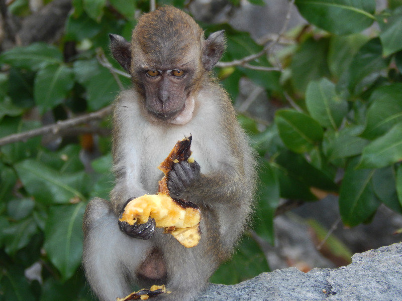 One of hundres of monkeys on Monkey Beach, Phi Phi