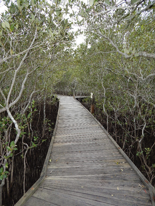 Mangrove walks