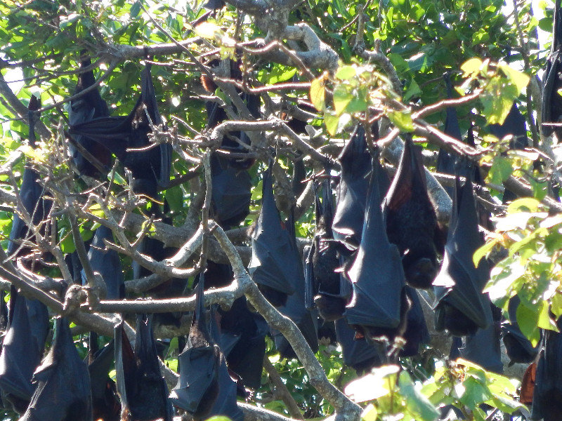 Noisy Fruit Bats (Flying Foxes)