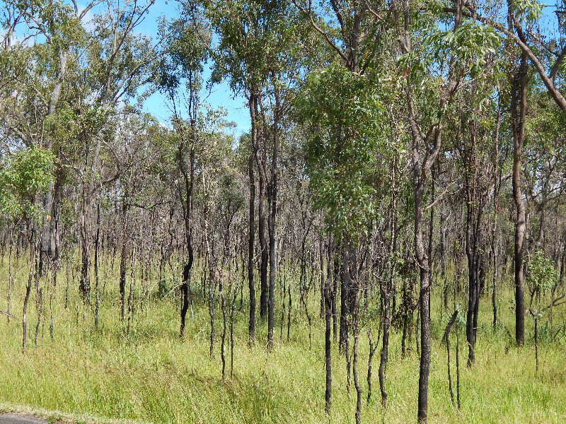 Regrowth from Bush Fire in the Tablelands