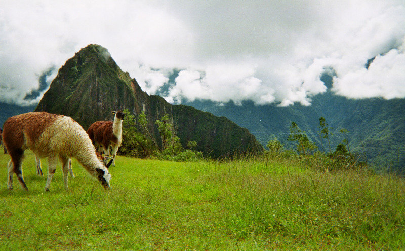 Llamas and Machu Pichu