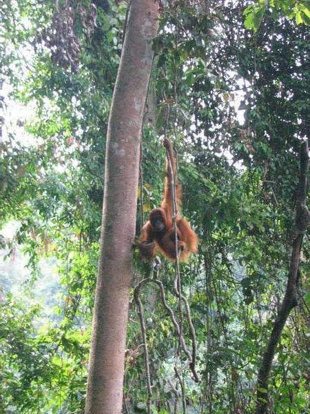 Orangutan i Bukit Lawang