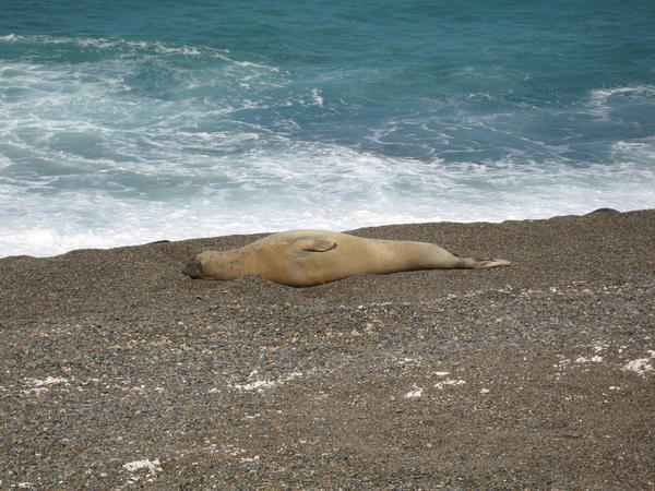 Elephant seal, Caleta Valdés