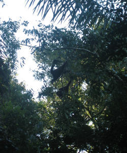 Iguazú wildlife II